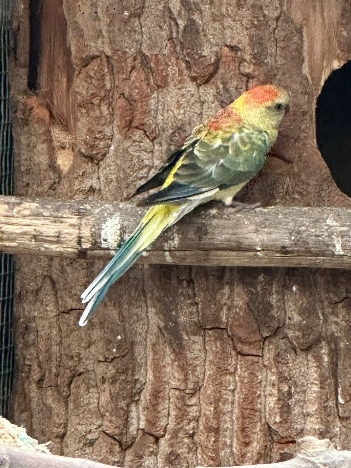 roodrugparkieten poppen, Meerdere dieren, Parkiet