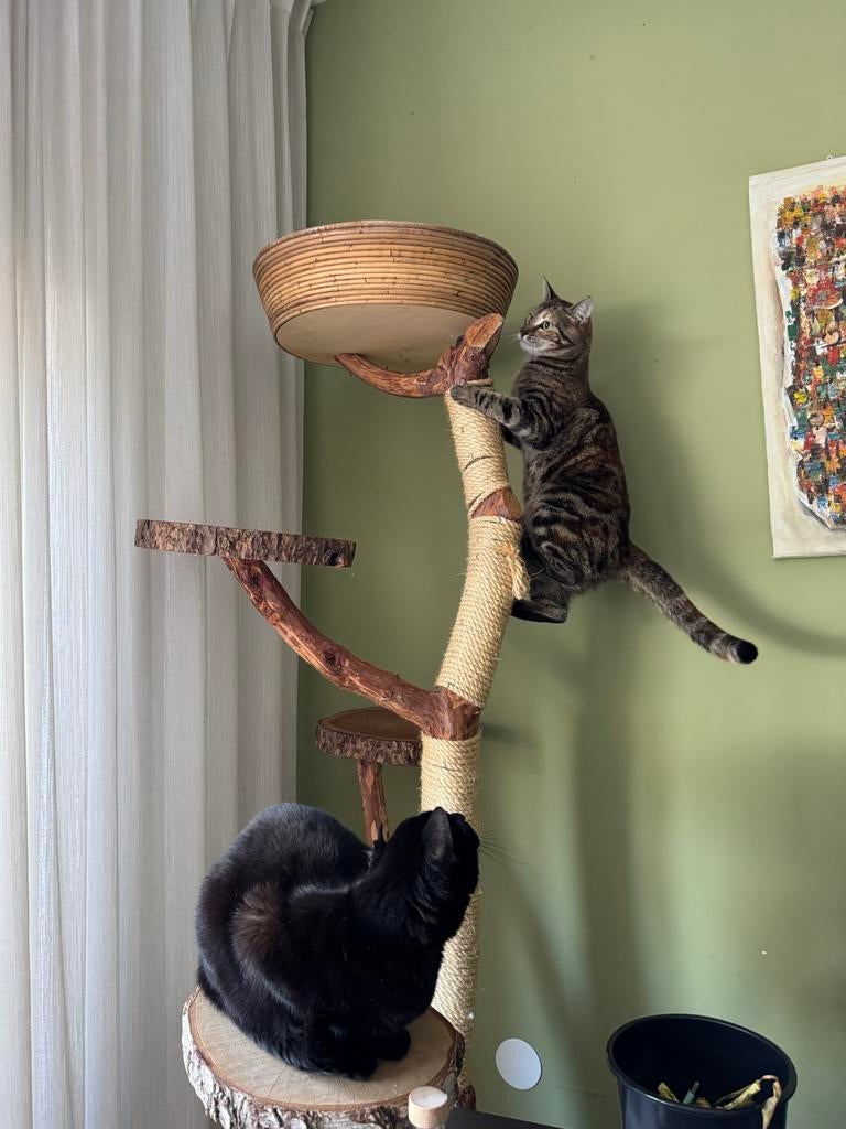 Krabpaal / speelboom katten ( nieuw!), Ophalen, Nieuw