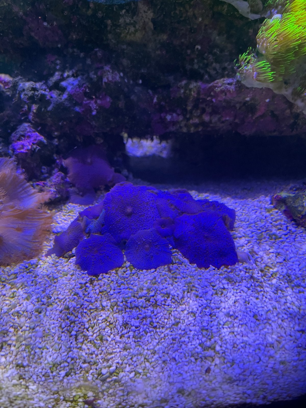 Discosoma Ultra Blue (Blauwe Oren) – Frag – Mini Reef Lab, Vis