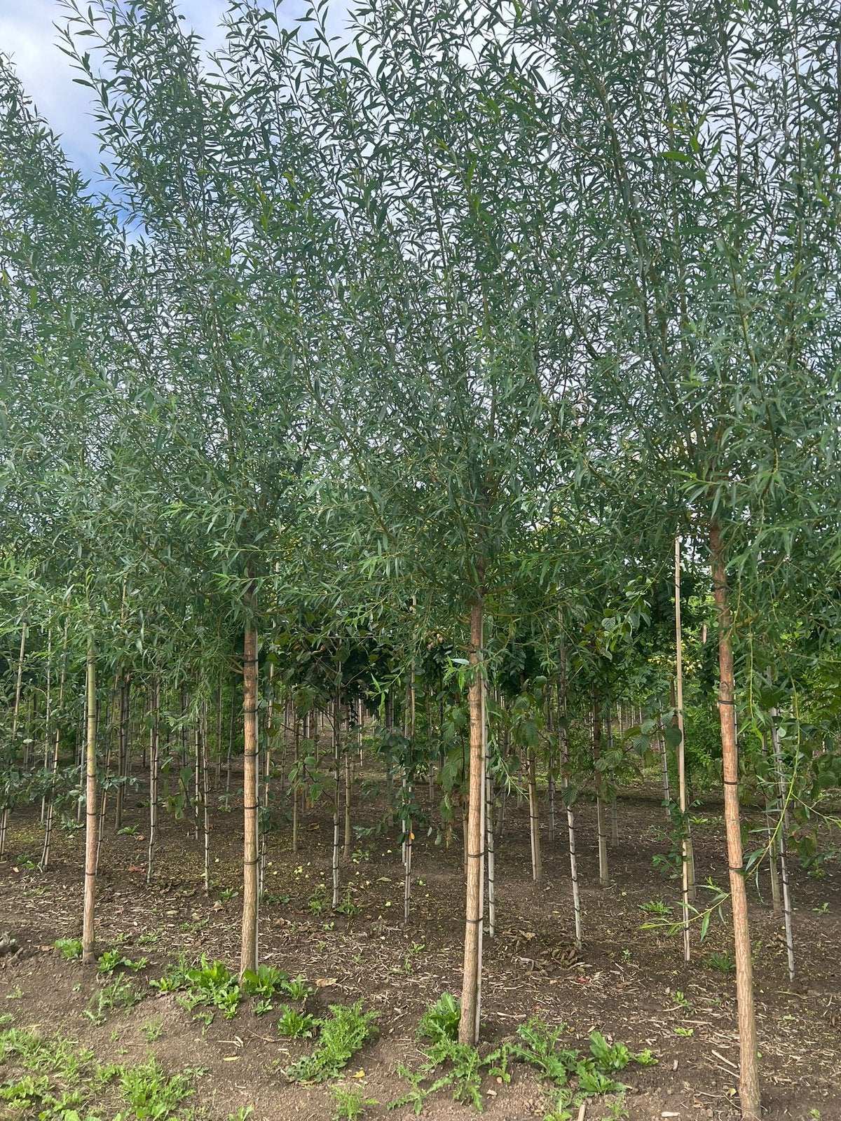 Salix alba groene/gele knotwilg, Tuin en Terras, Ophalen, Overige soorten, 250 tot 400 cm