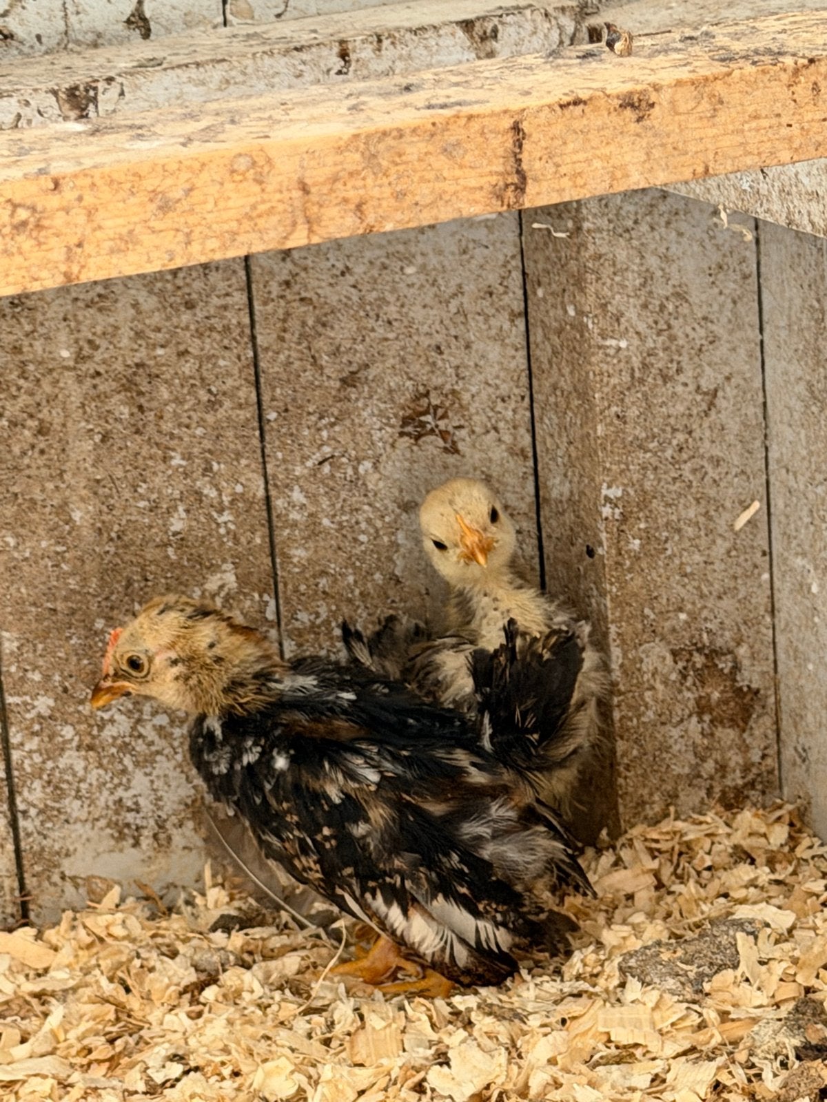 Serama kuikens hen en haantje., Meerdere dieren, Kip