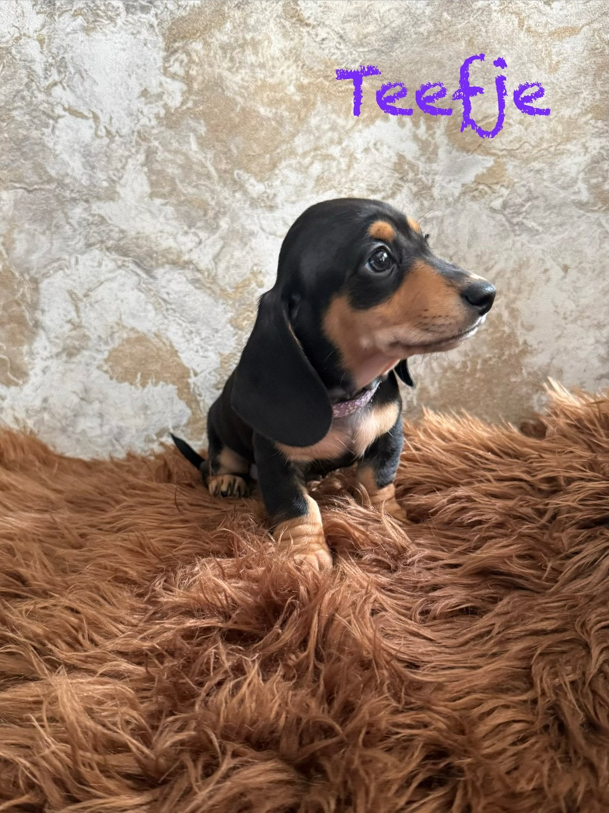 tekel pups mogen het nestje verlaten nog 1 teefjes, Parvo, Standaard, 8 tot 15 weken, Korthaar