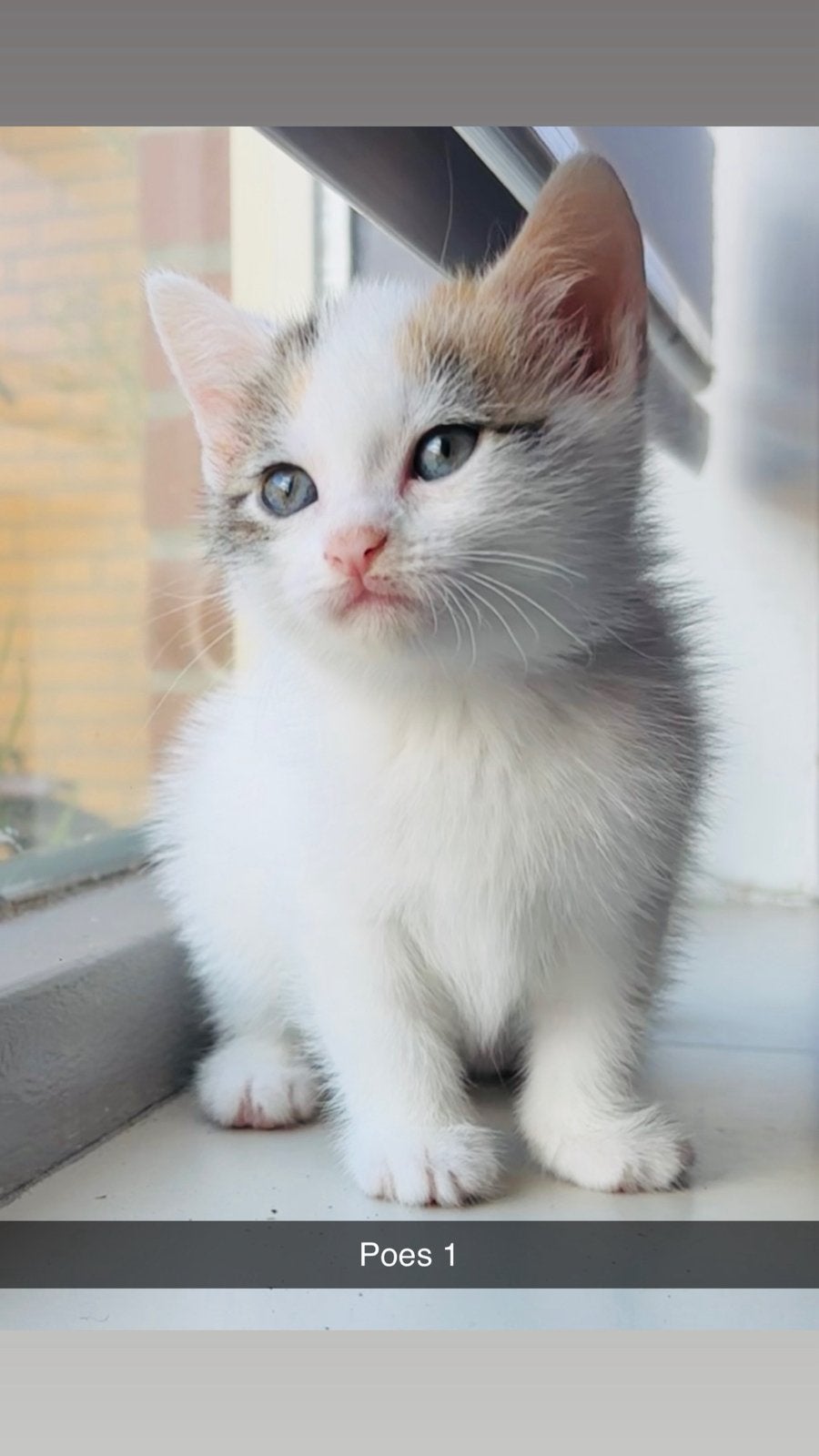 Lieve schattige kittens, Meerdere dieren, Kortharig, 0 tot 2 jaar