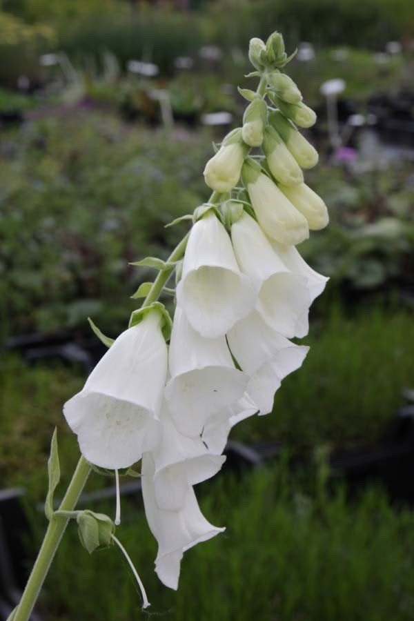 Vingerhoedskruid - Digitalis pur. Alba, Tuin en Terras, Bloembollen en Zaden, Verzenden, Najaar, Halfschaduw, Zaad