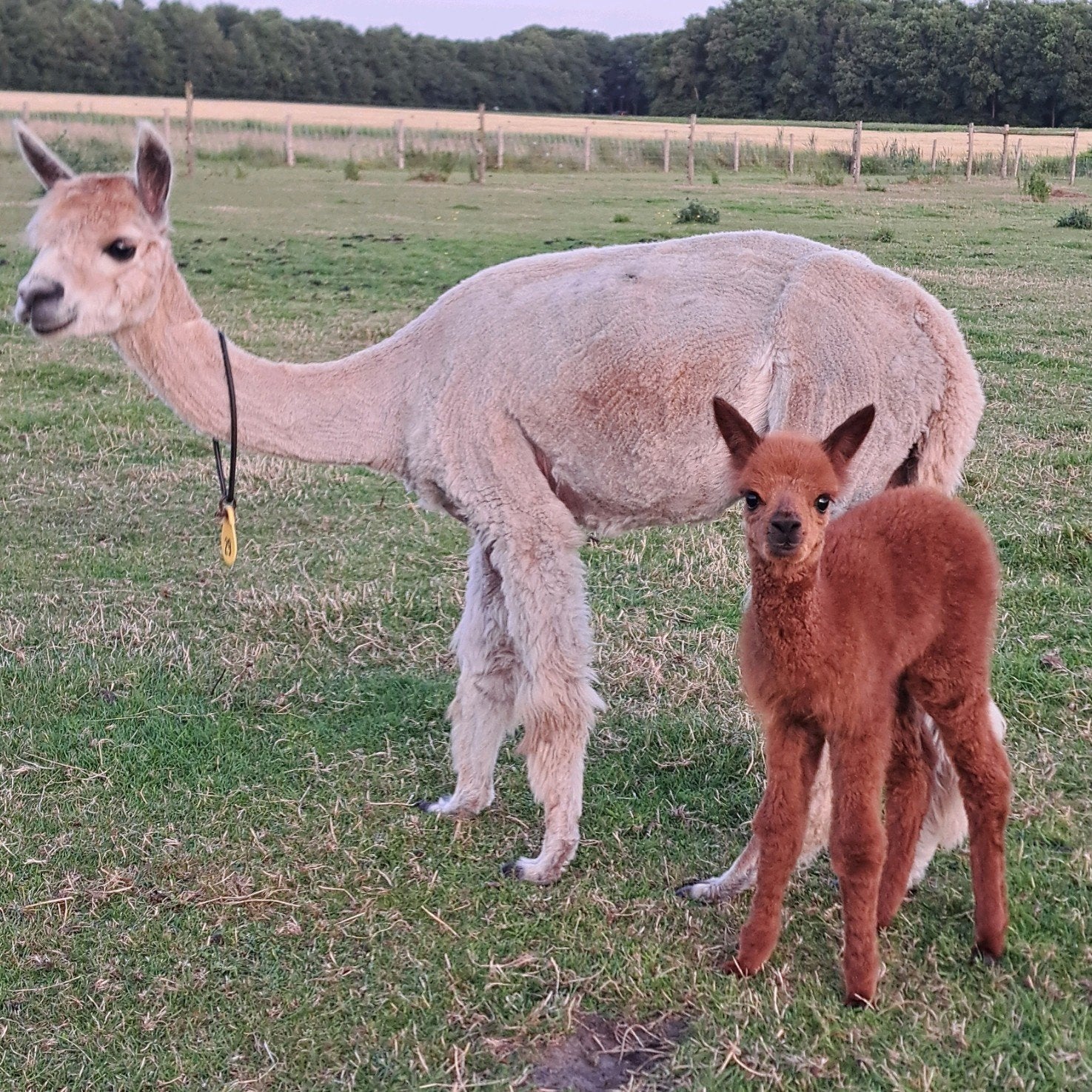 Alpaca merrie met veulen, Vrouwelijk, Geit