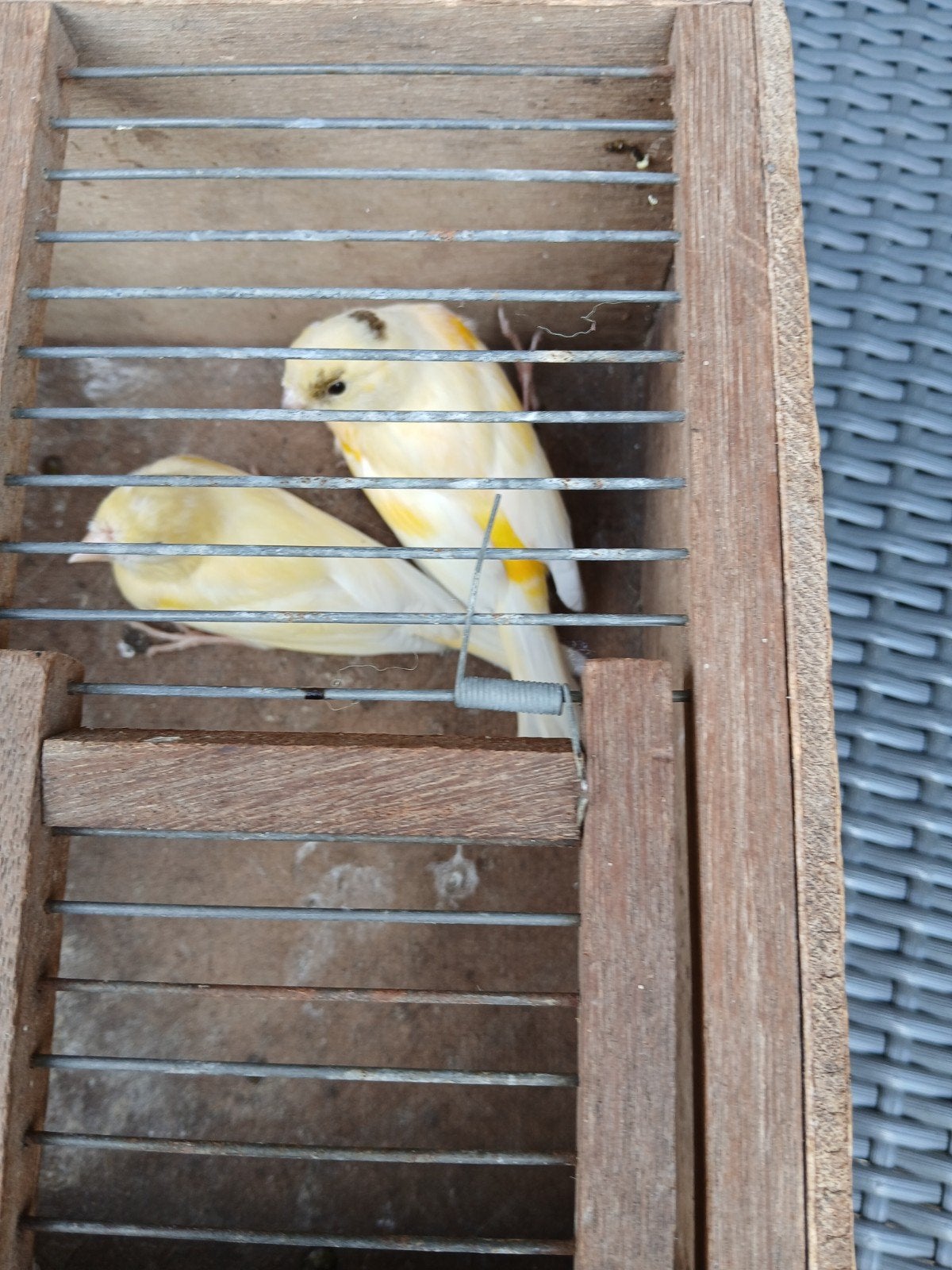 tk 2 jonge kanarie s zie omschrijving, Dieren en Toebehoren, Vogels | Kanaries, Meerdere dieren, Kleurkanarie