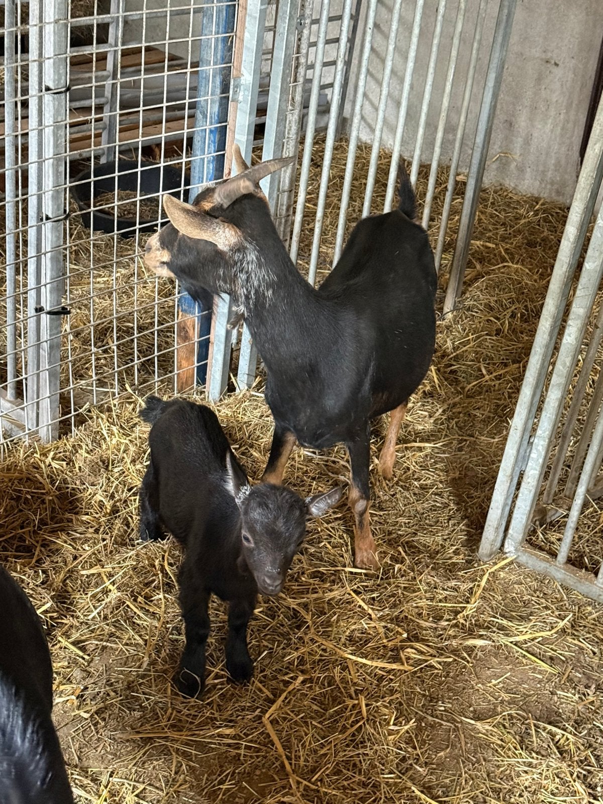 Dwerggeit Moeder met lam, Dieren en Toebehoren, Schapen, Geiten en Varkens, Vrouwelijk, Geit