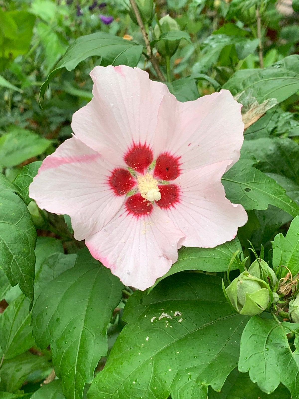 Hibiscus, Chinese Roos, bijen en vlinderplant, hommels, Ophalen, Overige soorten, Volle zon