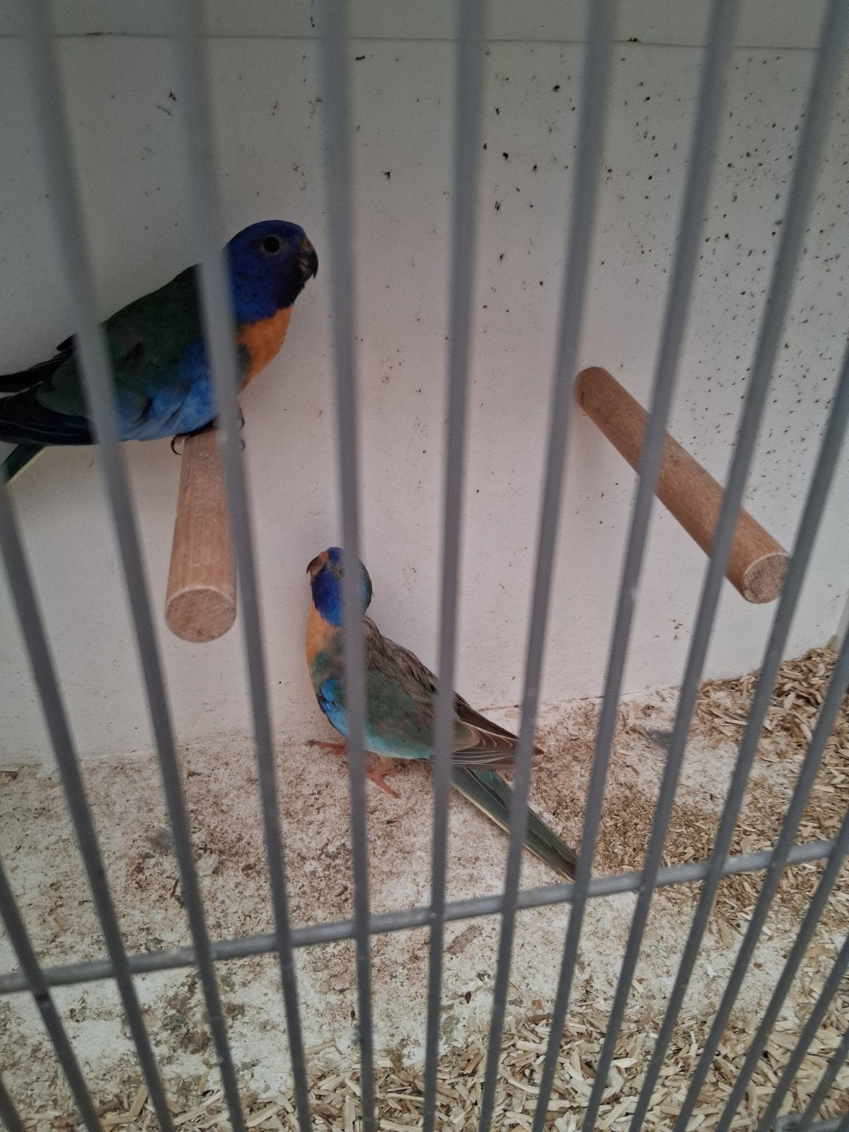 Koppel splendits, Dieren en Toebehoren, Meerdere dieren, Parkiet, Geringd