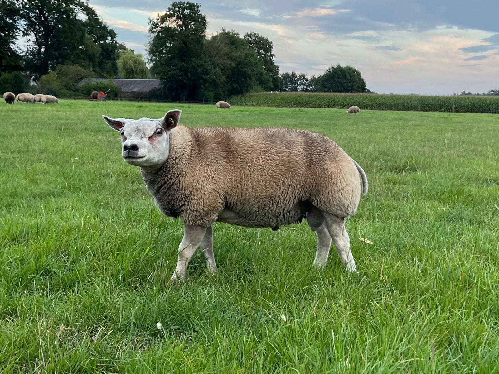 Stamboek Texelaar dekram ( ramlam ram ), Dieren en Toebehoren, Mannelijk, Schaap, 0 tot 2 jaar