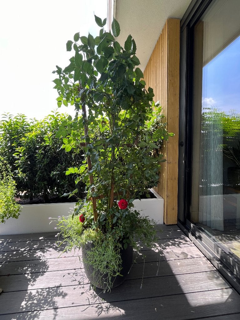 2 planten en 3 bloembakken (buiten), Tuin en Terras, Planten | Tuinplanten, Vaste plant, Halfschaduw, Zomer, Ophalen