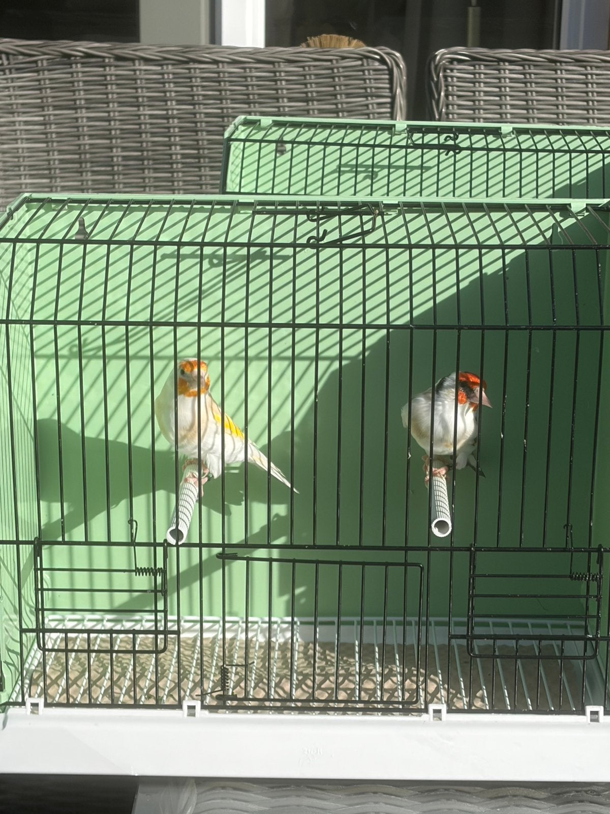 Koppel majoorputters, Meerdere dieren, Wildzangvogel, Geringd