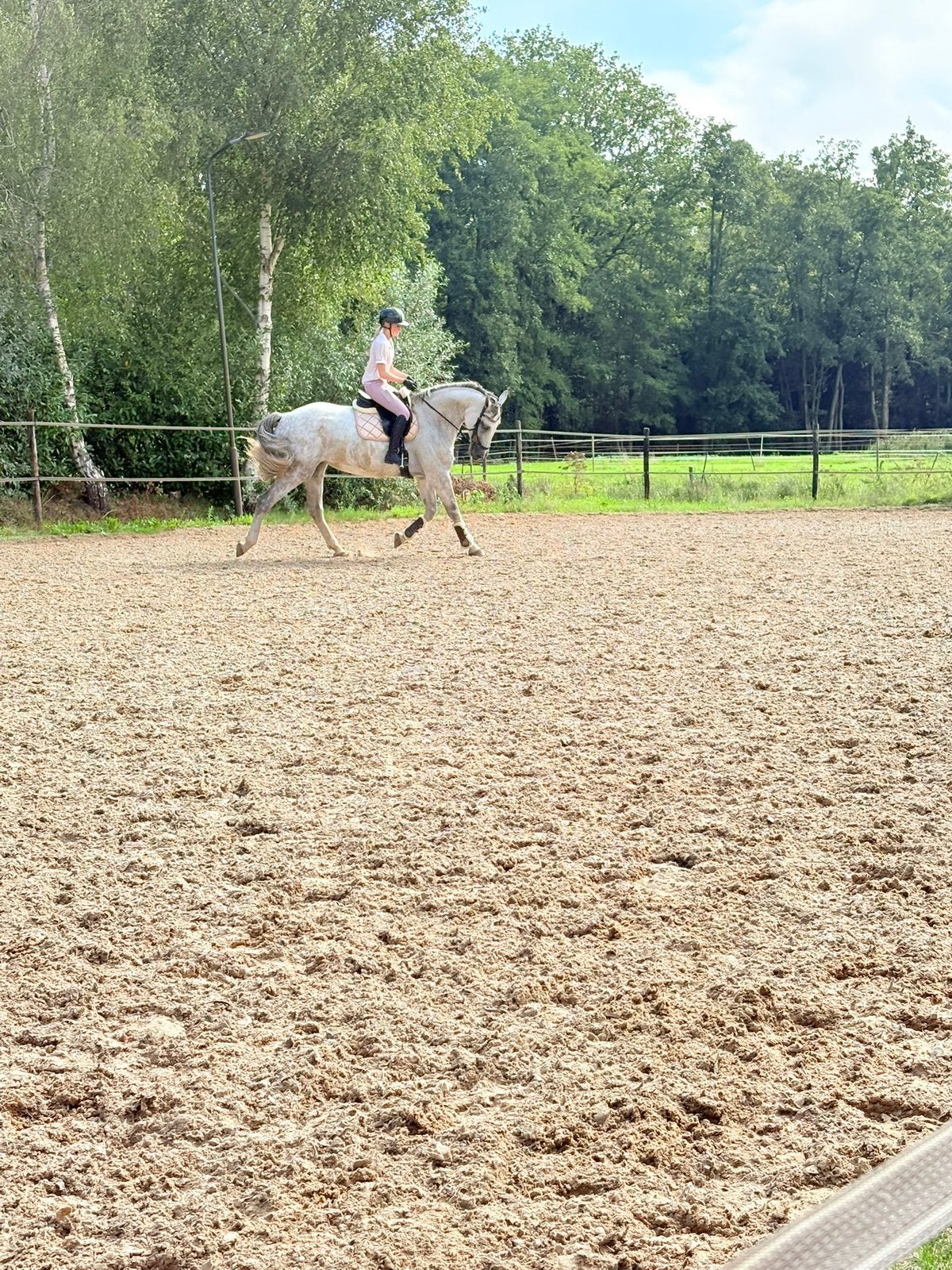 Drachtige schimmel merrie van Bellisimo, Dieren en Toebehoren, Merrie, Springpaard, 175 cm of meer, Met stamboom