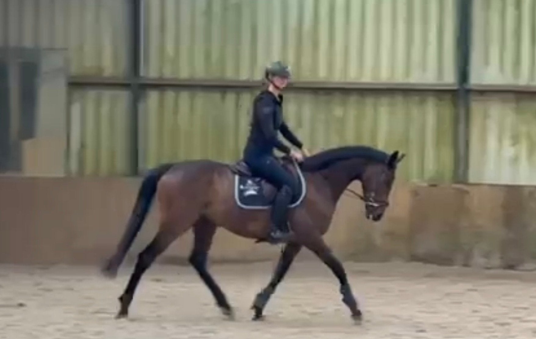 Leuke 6jarige allround ruin, Ruin, 3 tot 6 jaar, 160 tot 165 cm, Recreatiepaard
