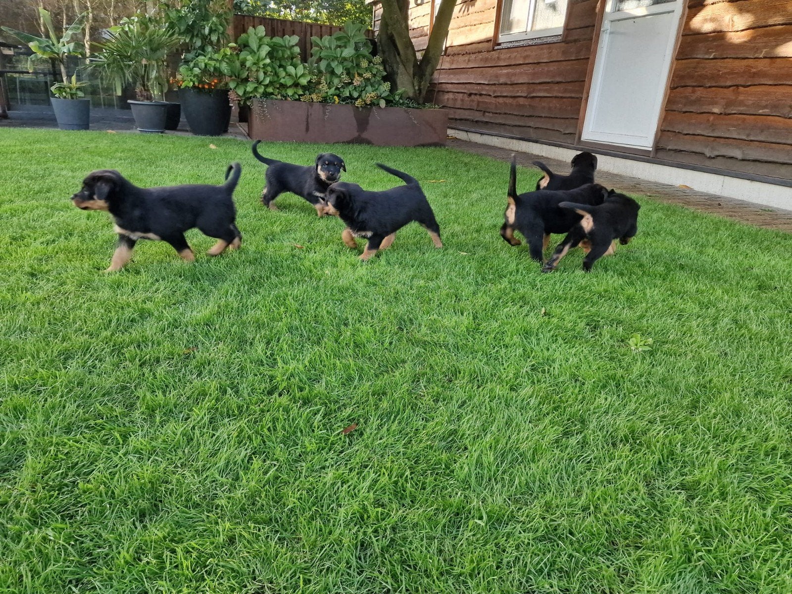 prachtige rottweiler pups te koop, Dieren en Toebehoren, 8 tot 15 weken, Groot, Meerdere, Meerdere dieren