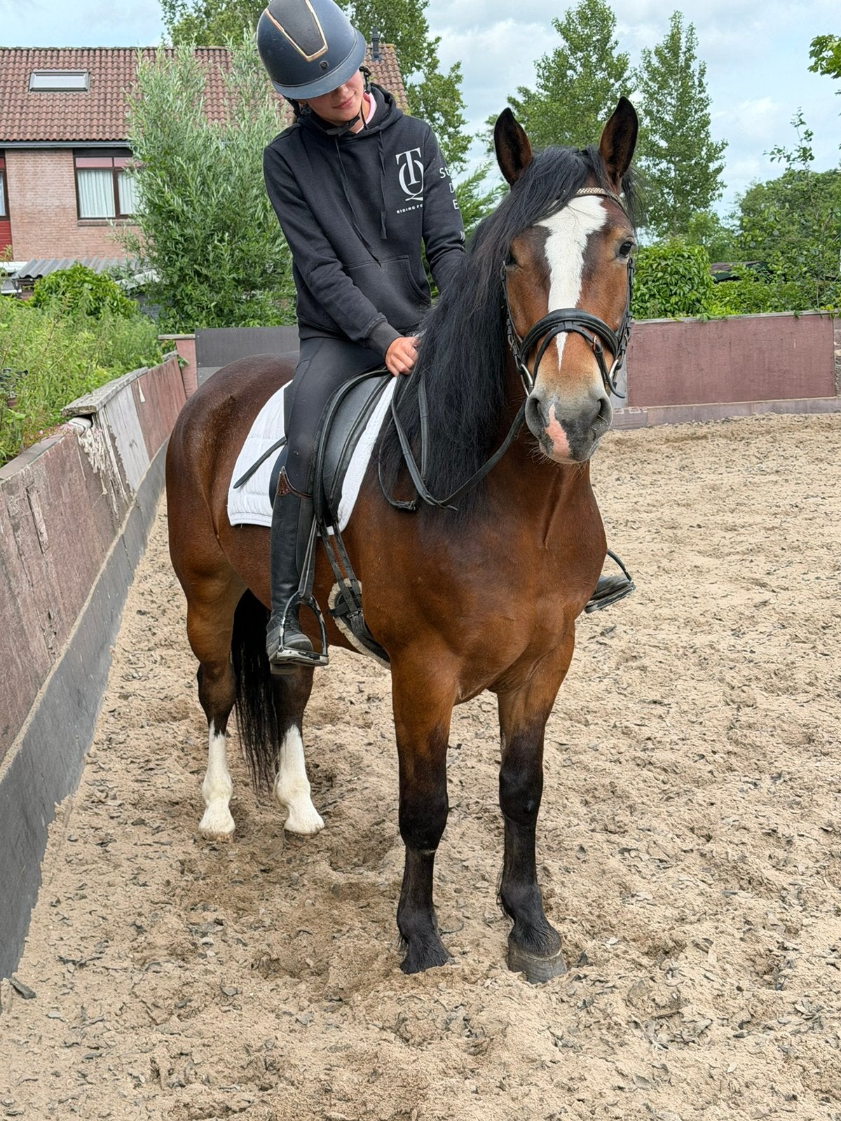 De braafste betrouwbaarste pony te koop, Dieren en Toebehoren, E pony (1.48m - 1.57m), Ruin, 7 tot 10 jaar, Met stamboom