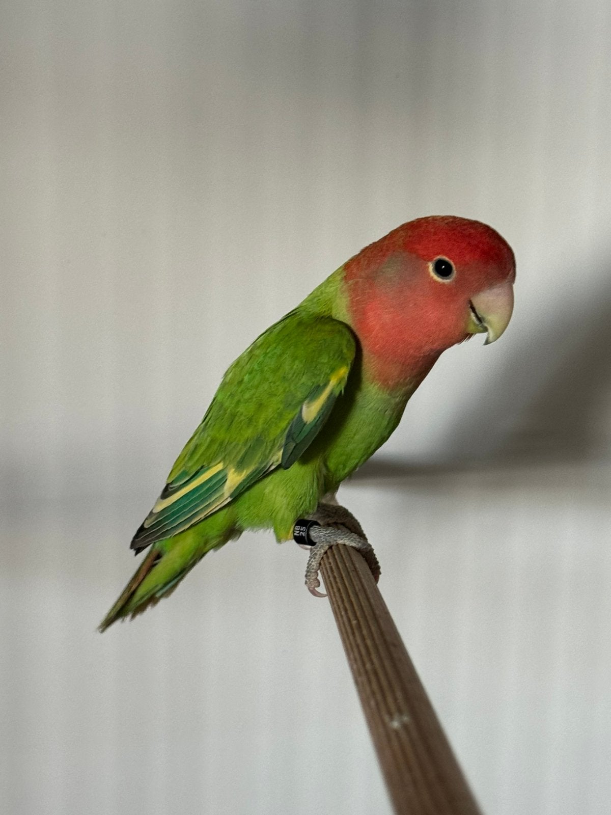 Agapornis roseicollies dwergpapegaai man groen opaline  2025, Mannelijk, Dwergpapegaai of Agapornis, Geringd