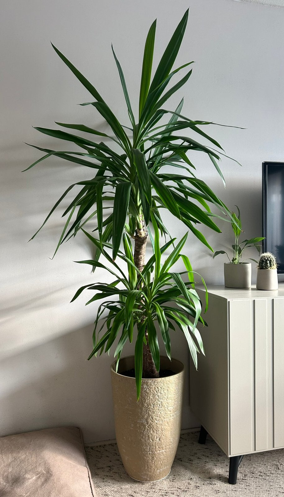 Yucca Elephantipes kamerplant met pot, Ophalen, 200 cm of meer, Halfschaduw, In pot