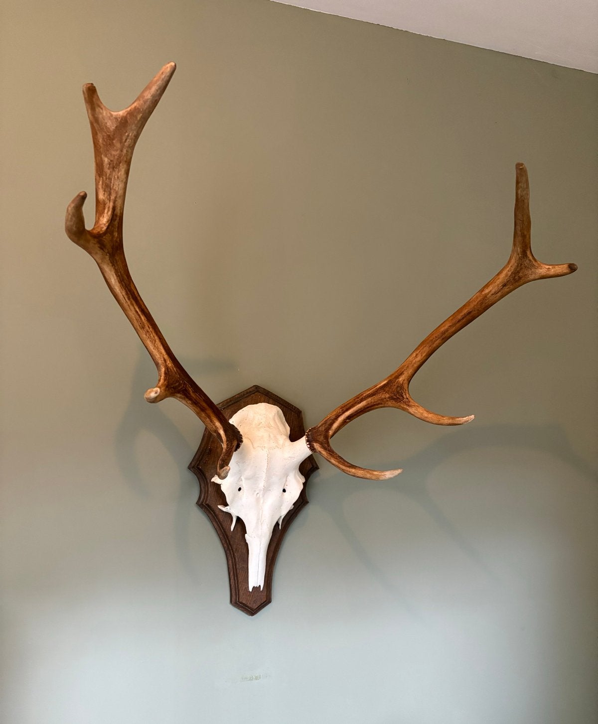 Gewei edelhert Hoge Veluwe, Ophalen, Zo goed als nieuw, Hert, Gewei of Kop