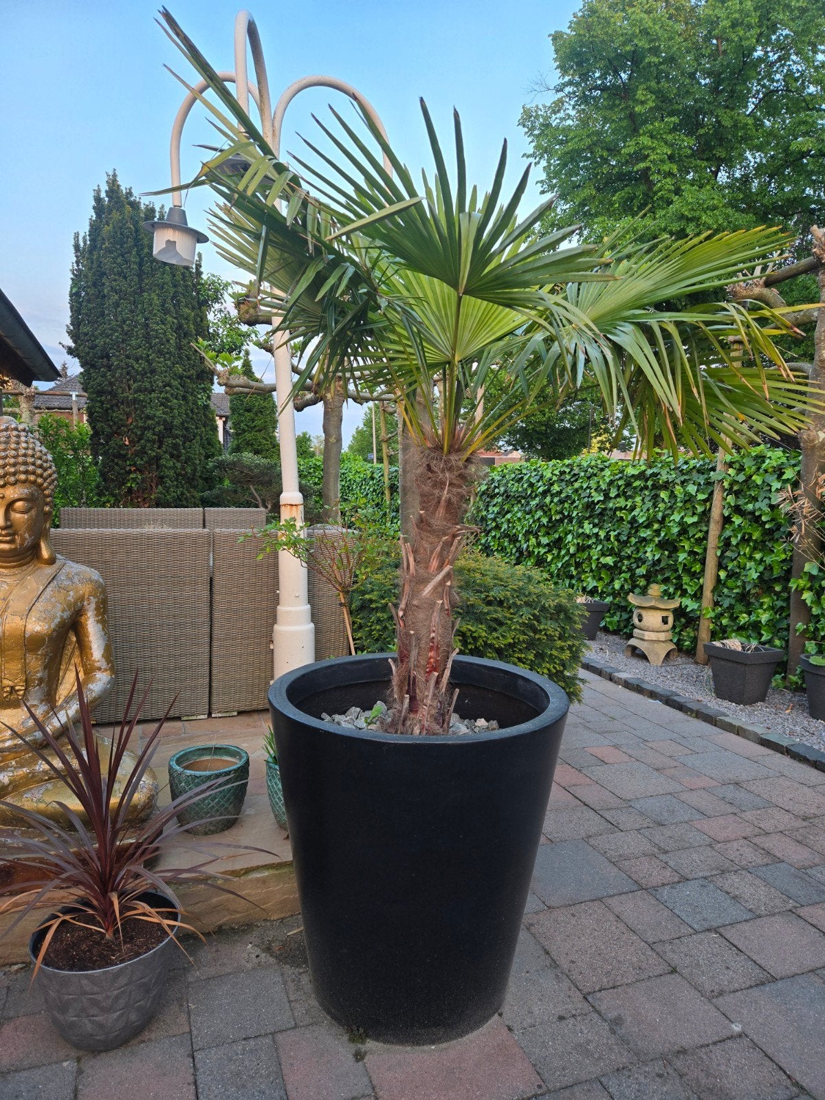 Winterharde Palmboom in Pot - Trachycarpus Fortunei, Tuin en Terras, Planten | Tuinplanten, Overige soorten, Volle zon, Vaste plant
