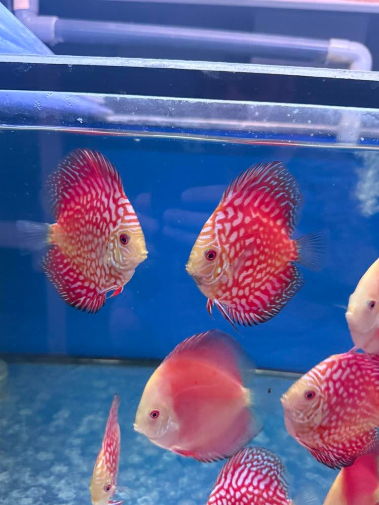 Discus red checkerboard discusvissen, Vis