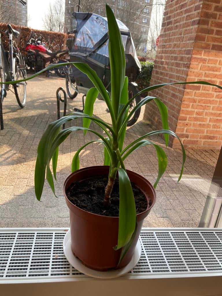 Kamerplant, Huis en Inrichting, Kamerplanten, Ophalen, Halfschaduw, Minder dan 100 cm
