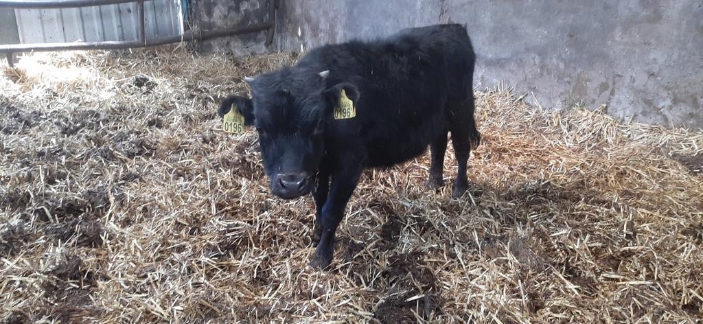 Super mooi Dahomy mini stiertje ,en dexter pink, Meerdere dieren
