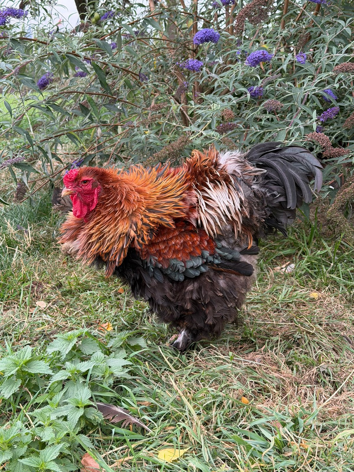 brahma krulveer haan groot, Dieren en Toebehoren, Mannelijk, Kip