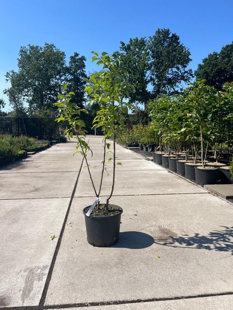 Malus ‘Red Sentinel’ – Sierappel, Ophalen, Lente, Volle zon, Overige soorten