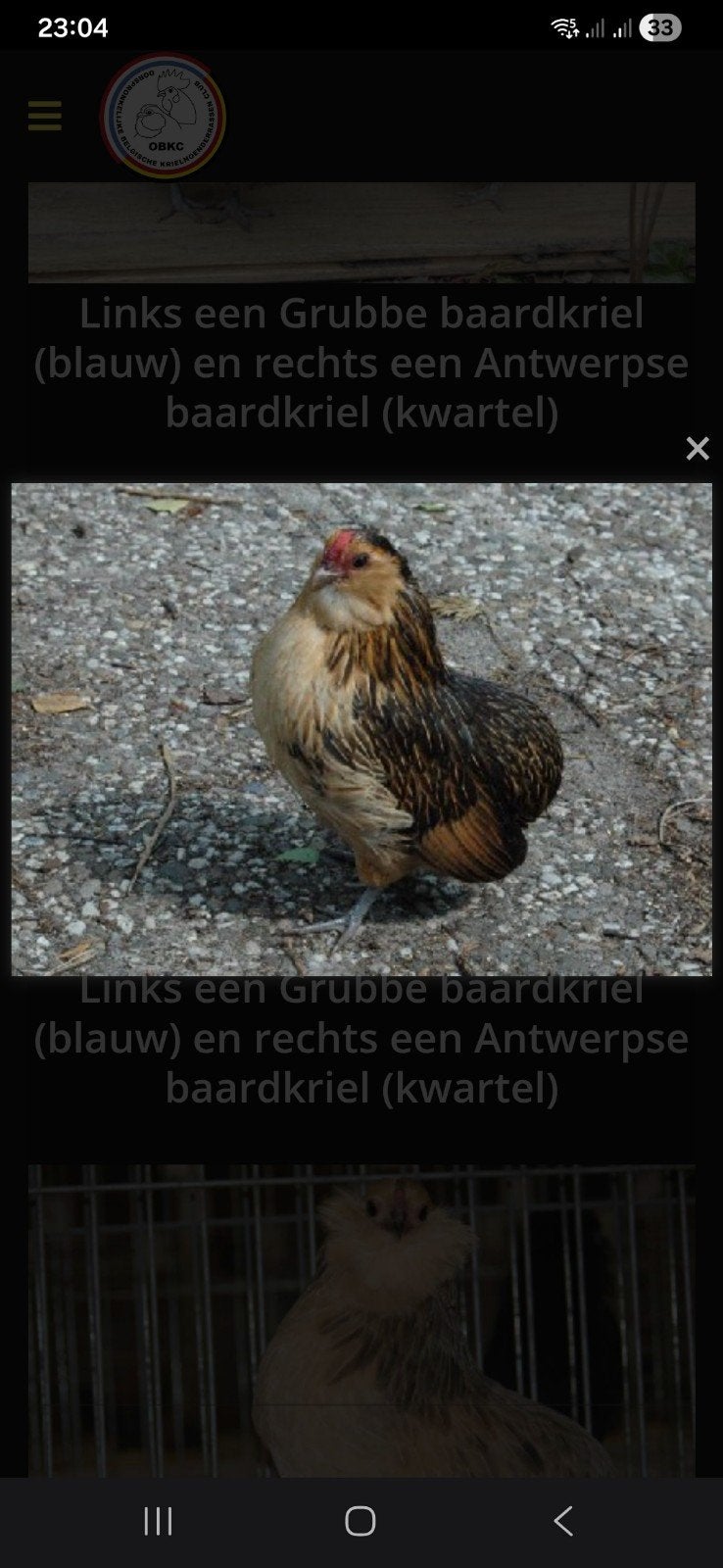 Gevraagd hen Grubbe baardkriel, Dieren en Toebehoren, Vrouwelijk, Overige soorten