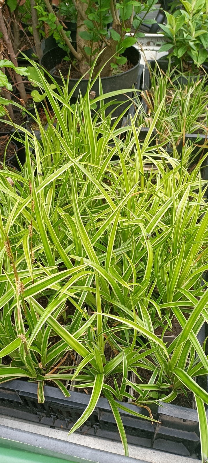 Carex morrowii Variegata (siergras, 10st voor €10,00), Ophalen, Vaste plant, Siergrassen, Halfschaduw