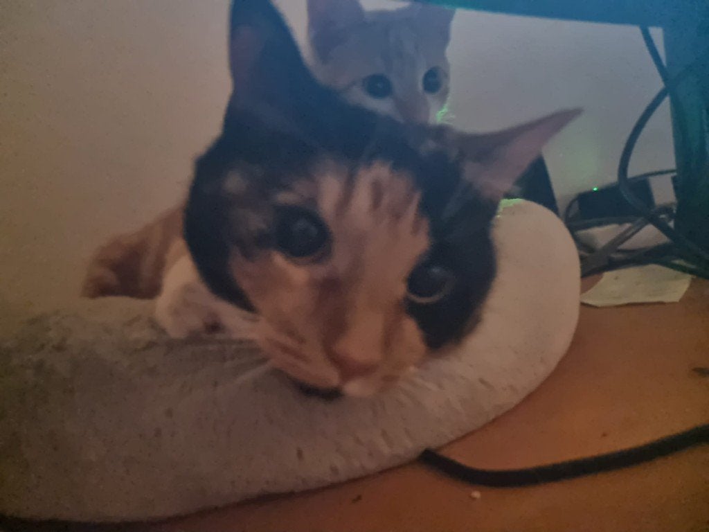 Freya (2jr) - lapjeskat, Poes, Kortharig, 0 tot 2 jaar