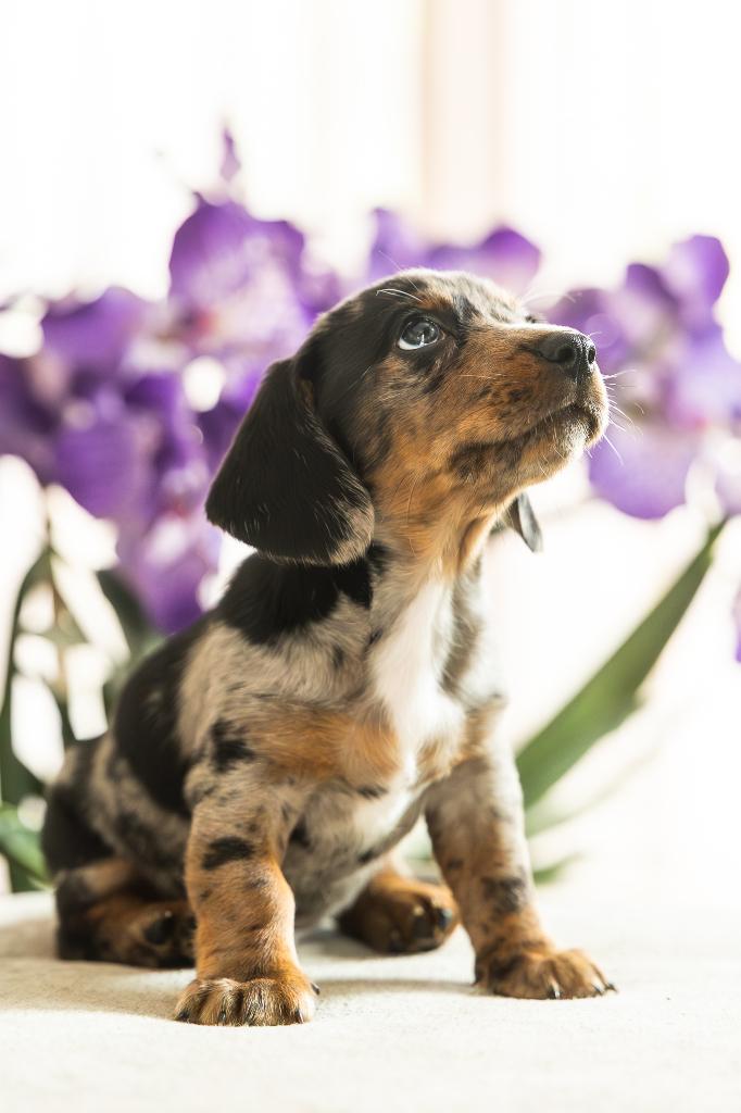Hele knappe en gezonde teckel pups uit huiselijke kring, Parvo, 8 tot 15 weken, Korthaar, Dwerg