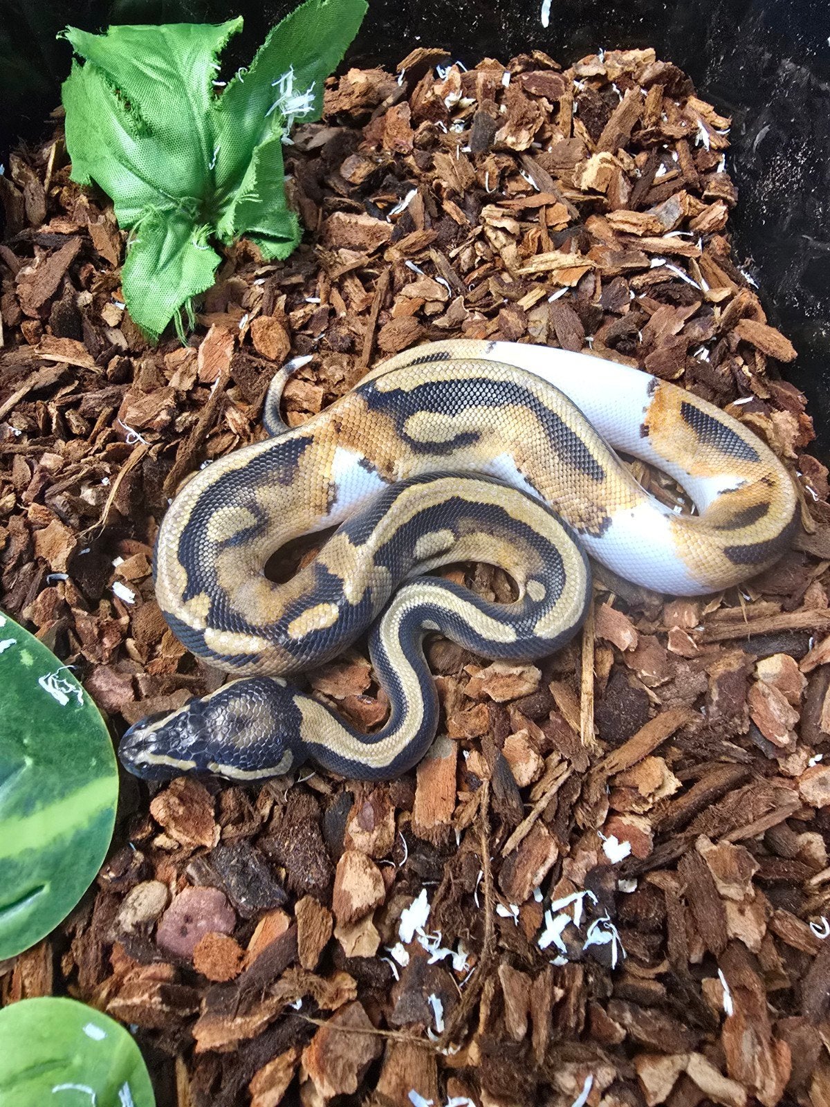 Koningspython (Python regius) – vele kleuren NK 2026 Ball Python photo 11