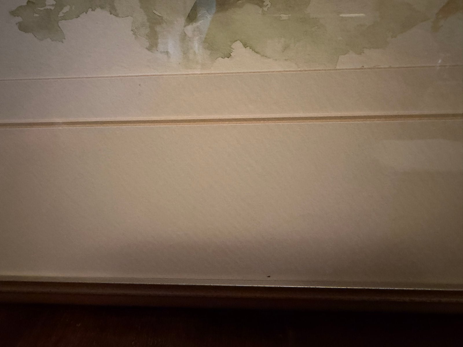 Prachtige aquarel van Jill Adams: Kaapse lawaaimaker, Realistisch, Gesigneerd, Dieren, Ophalen of Verzenden