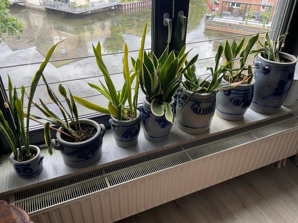 Keulse potten 9 stuks diverse maten, Ophalen, Overige soorten, Halfschaduw, In pot