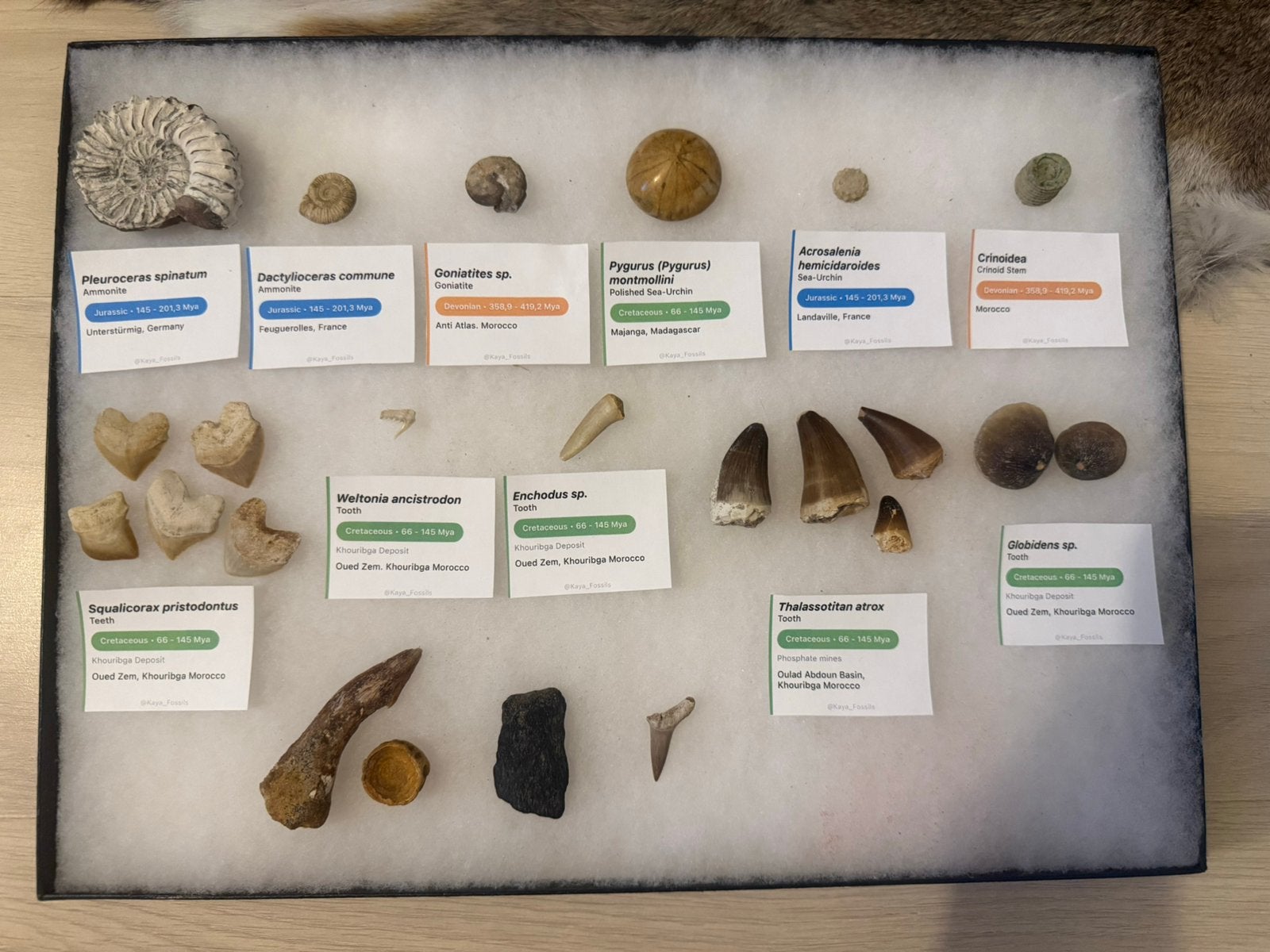 Fossielen verzameling - zee dieren, Verzamelen, Mineralen en Fossielen, Ophalen of Verzenden, Fossiel