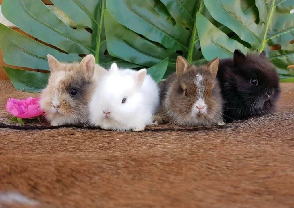 Mini leeuwenkop konijntjes  💕 dwergkonijnen dwergkonijntjes, Dieren en Toebehoren, Konijnen, Meerdere dieren, Dwerg, 0 tot 2 jaar