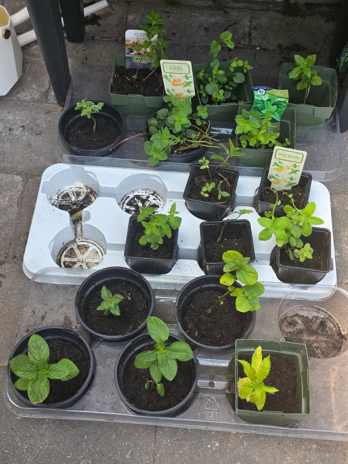 Munt plantjes met fruitsmaak, Vaste plant, Ophalen of Verzenden, Halfschaduw, Kruiden