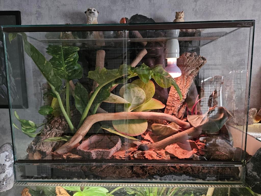 Terrarium 60x35x40, Dieren en Toebehoren, Reptielen en Amfibieën | Toebehoren, Ophalen, Gebruikt, Terrarium of Paludarium