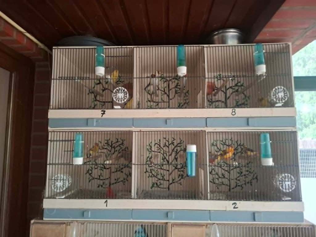4 Koppeltjes kanaries met kweekkooien inbegrepen., Dieren en Toebehoren, Vogels | Kanaries, Meerdere dieren, Kleurkanarie