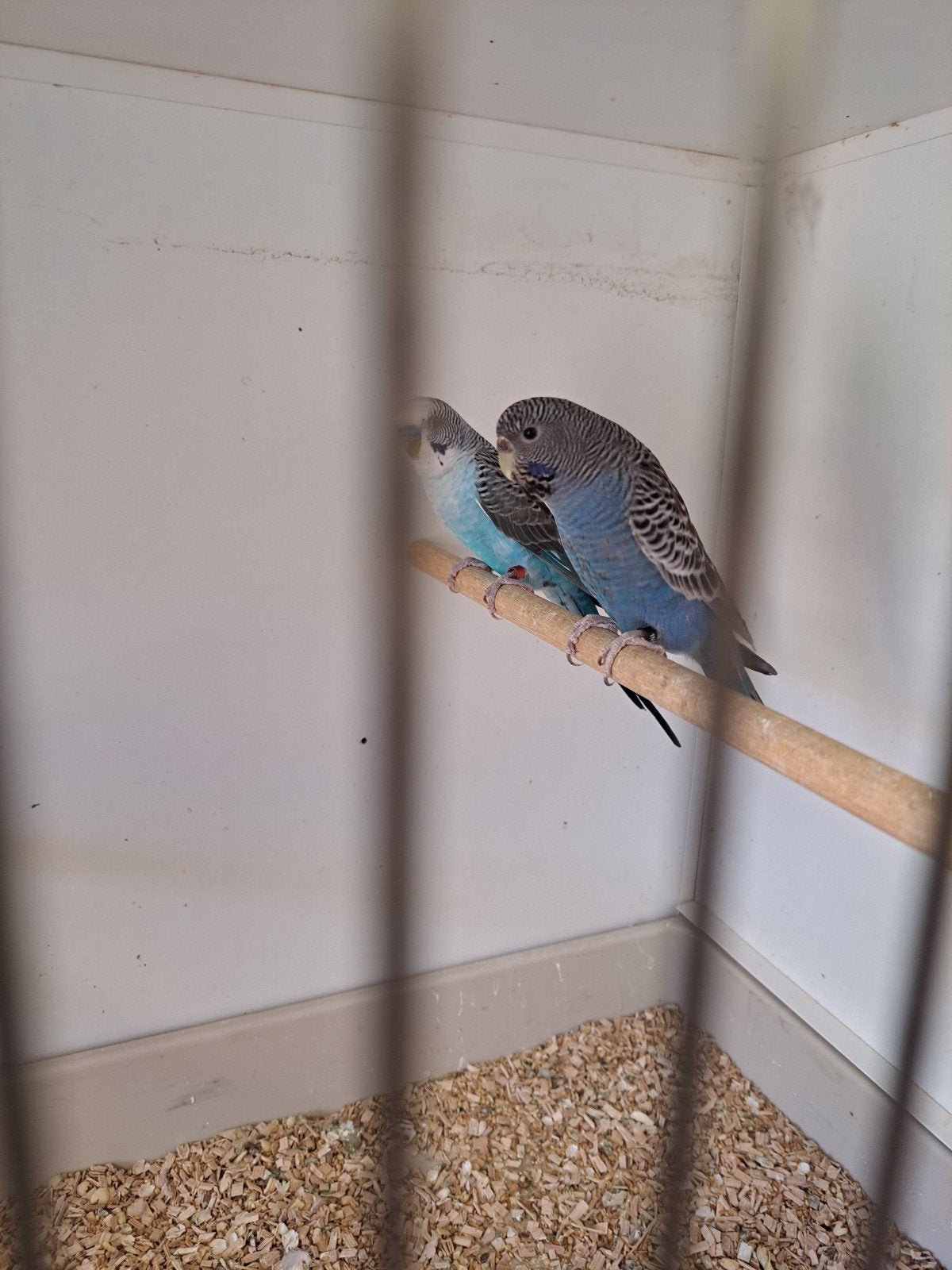0-1 blackface/blackwing, Dieren en Toebehoren, Vogels | Parkieten en Papegaaien, Vrouwelijk, Parkiet