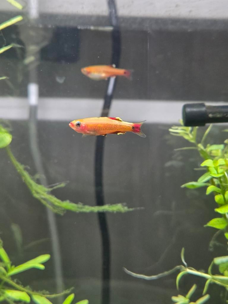 Chinese danio vissen 4 stuks, Dieren en Toebehoren, Vissen | Aquariumvissen