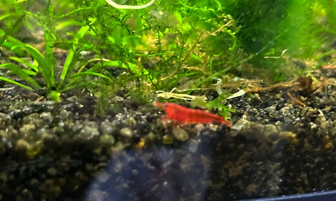 🦐 Rode Garnalen ,kweekrijp red sakura vuurgarnaal redcherry, Kreeft, Krab of Garnaal, Zoetwatervis, Schoolvis