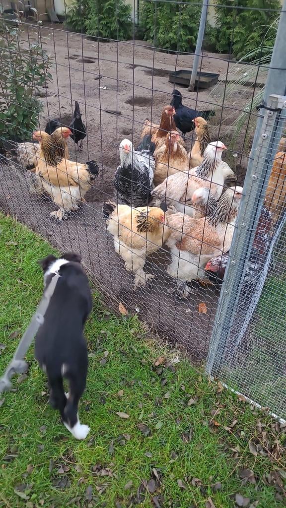 Broedeieren brahma mix bruin/zalm x porselein, Dieren en Toebehoren, Geslacht onbekend, Kip