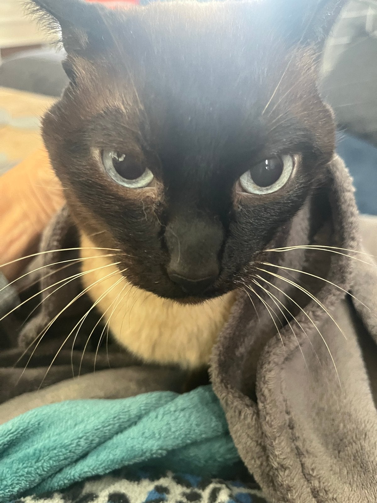 Dekkater Siamees aangeboden voor dekkingen!, Dieren en Toebehoren, Katten en Kittens | Overige Katten, Kater