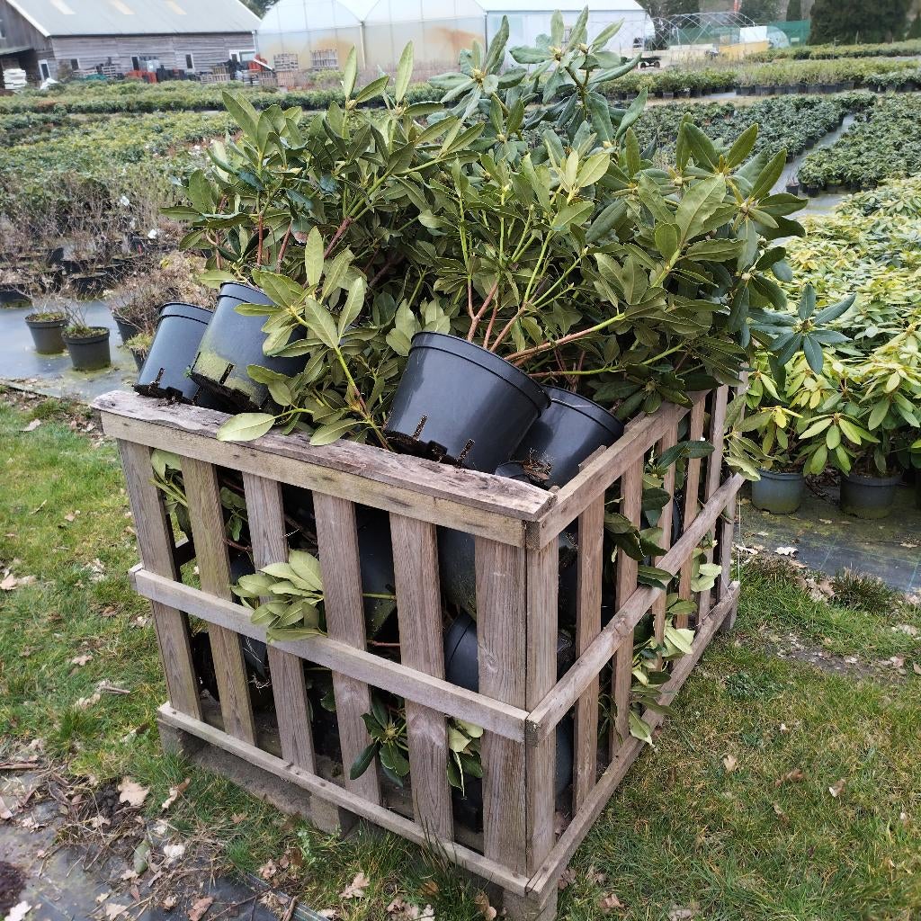Rhododendrons Nova Zembla partijvoordeel, Tuin en Terras, Planten | Struiken en Hagen, Ophalen, Overige soorten, Minder dan 100 cm