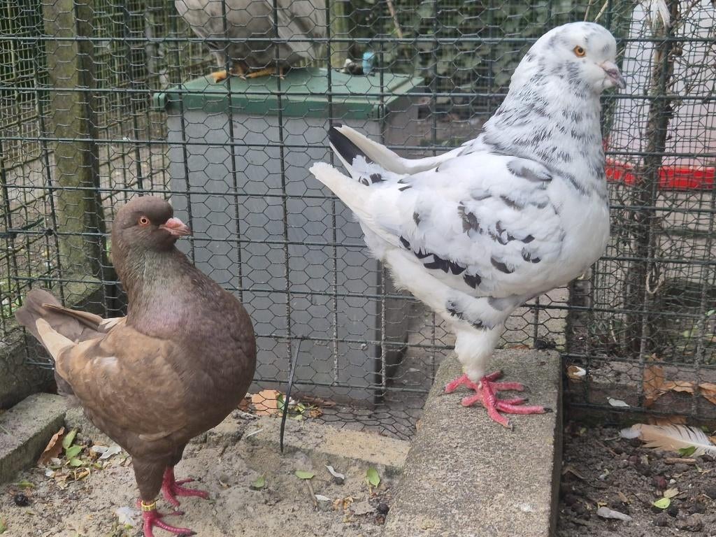 Prachtig koppel kingduiven met jong, Dieren en Toebehoren, Vogels | Duiven, Meerdere dieren, Overige soorten