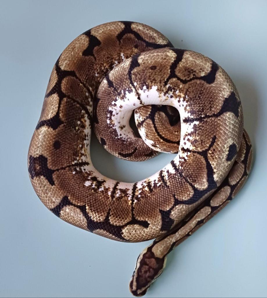 Python regius koppel