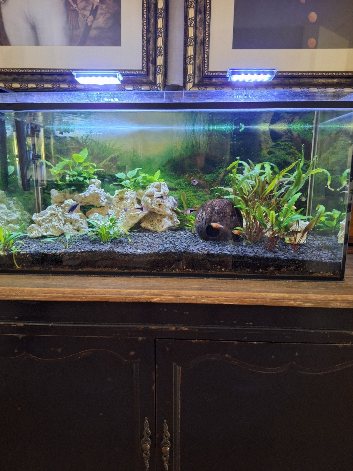 aquarium, Ophalen, Zo goed als nieuw, Gevuld zoetwateraquarium